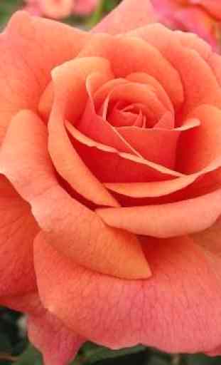 Beautiful Roses 1