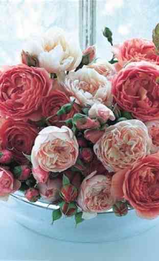 Beautiful Roses 3