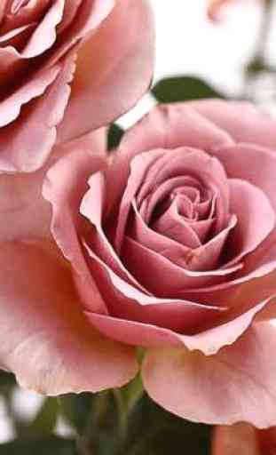 Beautiful Roses 4