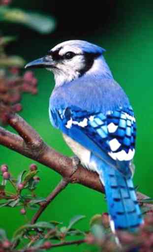 Blue Jay Bird Wallpapers HD 1