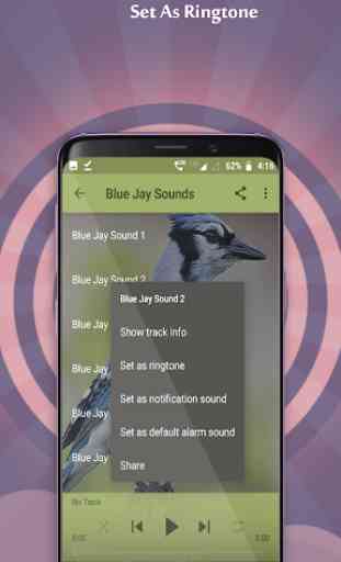 Blue Jay Sounds 4