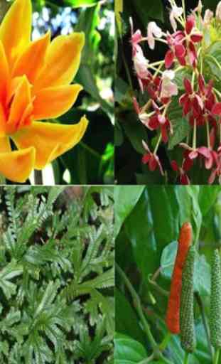 Conheça as plantas medicinais ao nosso redor 1