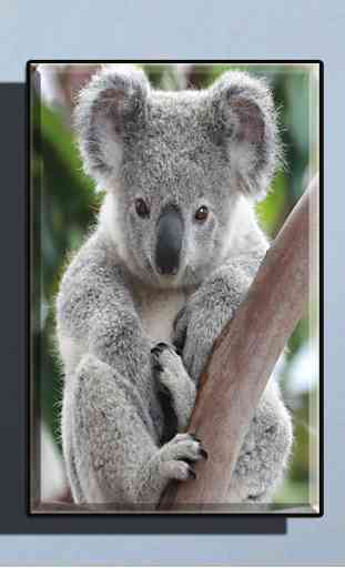 Cute Koala Wallpaper 1
