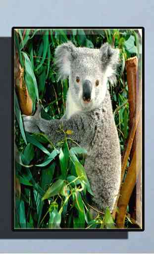 Cute Koala Wallpaper 2