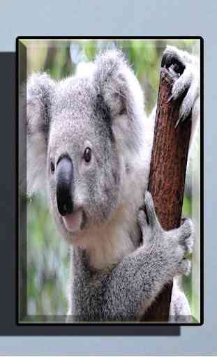 Cute Koala Wallpaper 3