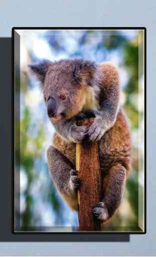 Cute Koala Wallpaper 4