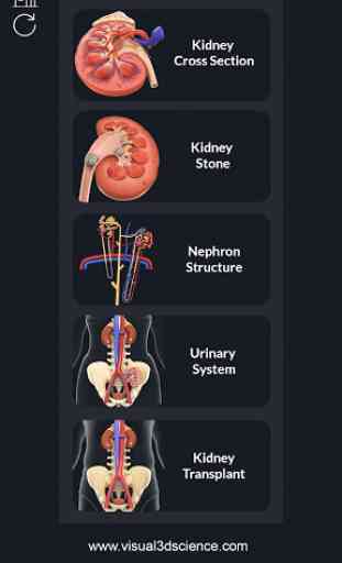 Kidney Anatomy Pro. 2