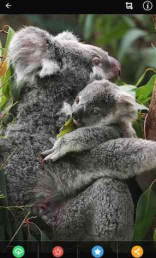 Baby Koala Wallpaper 4