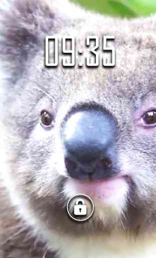 Cute Koala Live Wallpaper 1