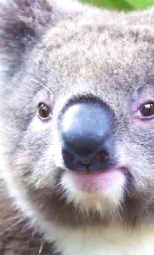 Cute Koala Live Wallpaper 4