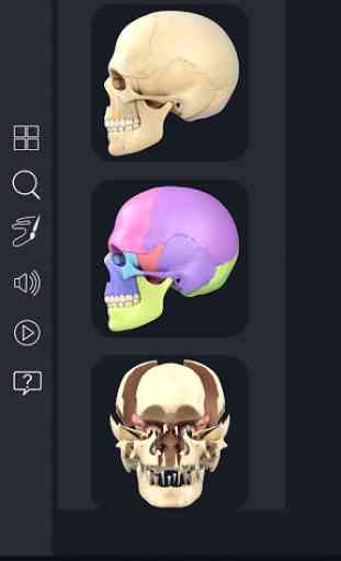 Skull Anatomy Pro. 2
