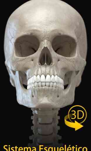 Esqueleto Anatomia 3D 1