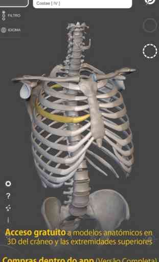 Esqueleto Anatomia 3D 2