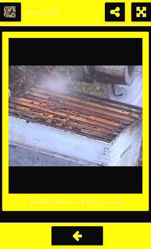 apicultura 4