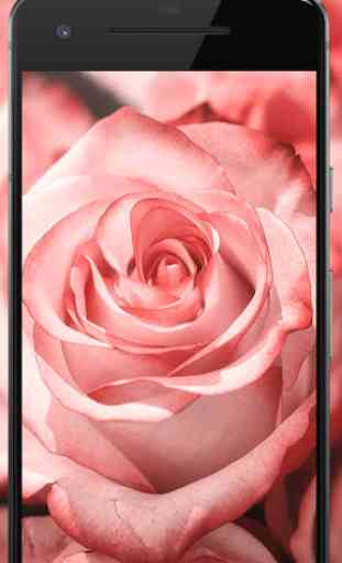 Rose Wallpaper, Floral, Flower background : Rosefy 3