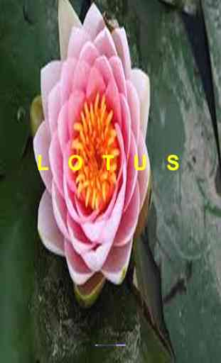 Lotus 1
