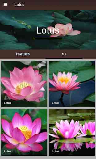 Lotus 3