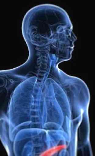 Anatomia e fisiologia humana 3D 2