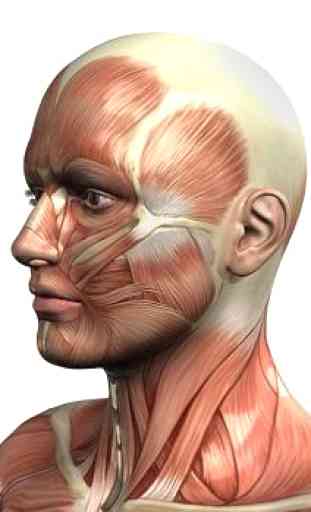 Anatomia e fisiologia humana 3D 3