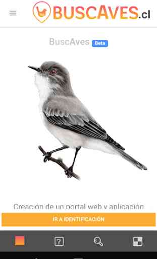 BuscAves - Identificación de aves de Chile 2
