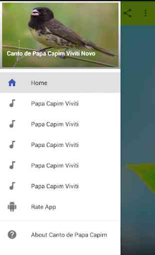 Canto de Papa Capim Viviti Novo 1