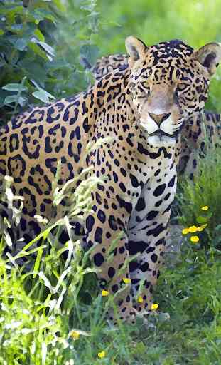Jaguar (Animal) soa ~ Sboard.pro 1