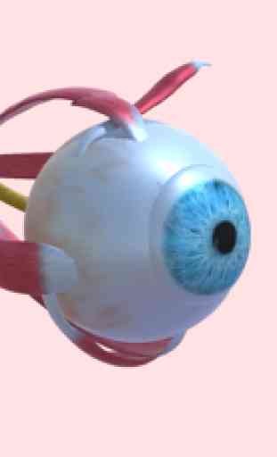 Atlas de anatomia ocular 1