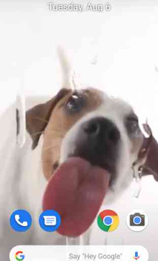 Dog Licking Live Wallpaper 1