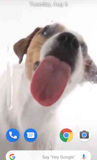 Dog Licking Live Wallpaper 2