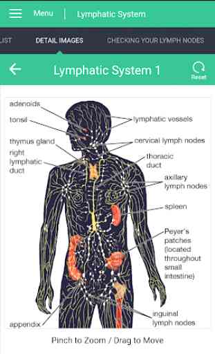 Lymphatic System Reference Guide 2