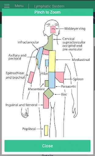 Lymphatic System Reference Guide 3