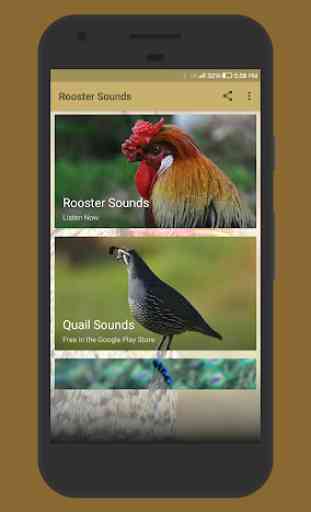 Rooster Sounds 1