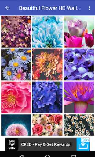 Beautiful Flowers HD Wallpaper 4