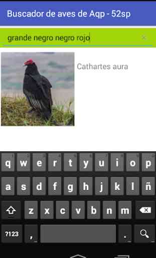 Aves de Arequipa - Peru 2