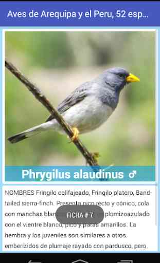 Aves de Arequipa - Peru 3