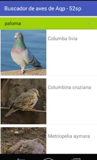Aves de Arequipa - Peru 4