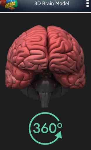 Cérebro humano 3D 1