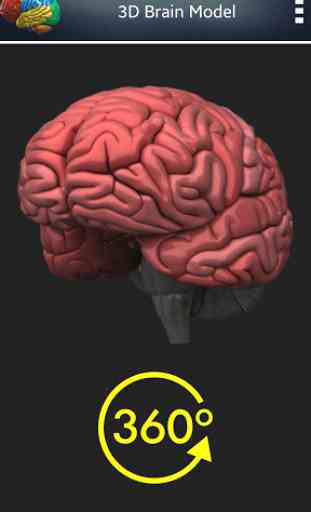 Cérebro humano 3D 2