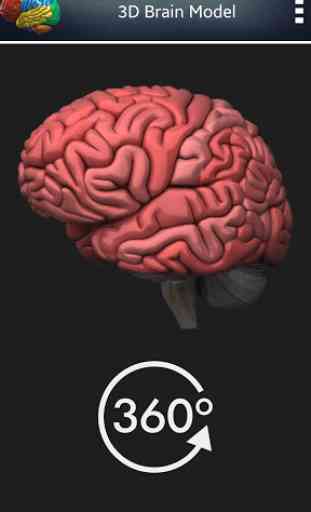 Cérebro humano 3D 3