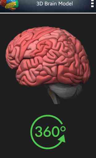 Cérebro humano 3D 4
