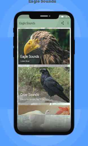 Eagle Sounds 1
