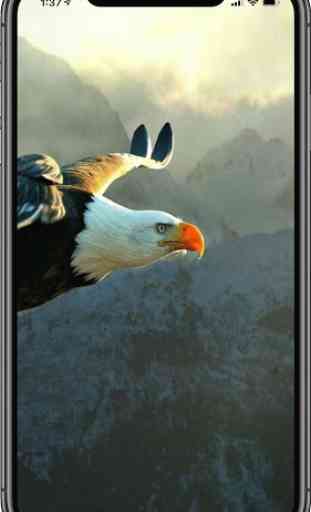 HD Wallpaper Eagle images 2