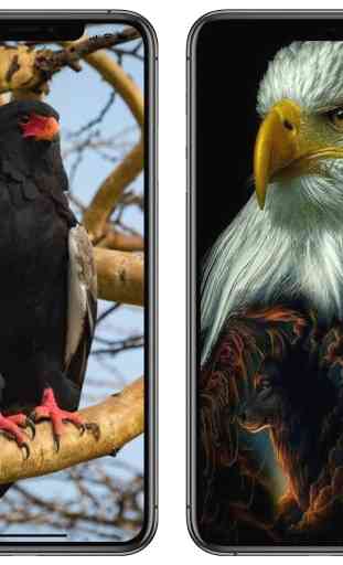 HD Wallpaper Eagle images 4