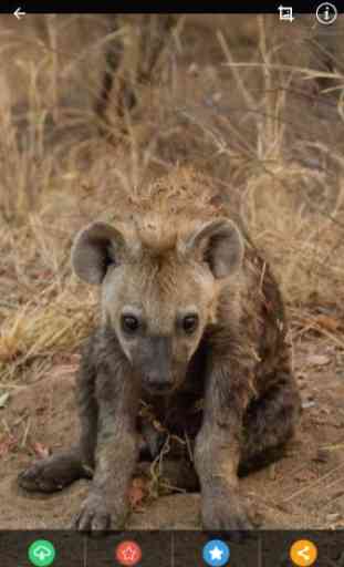 Baby Hyena Wallpaper 3