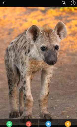 Baby Hyena Wallpaper 4
