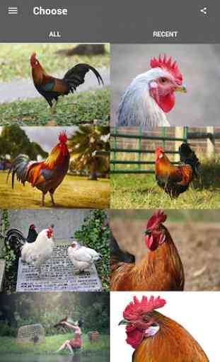 Best Rooster Wallpapers 1
