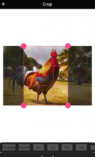 Best Rooster Wallpapers 3
