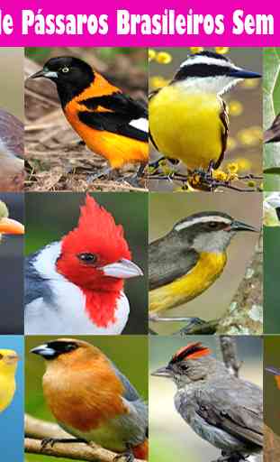Cantos de Pássaros Brasileiros Sem internet 2019 1