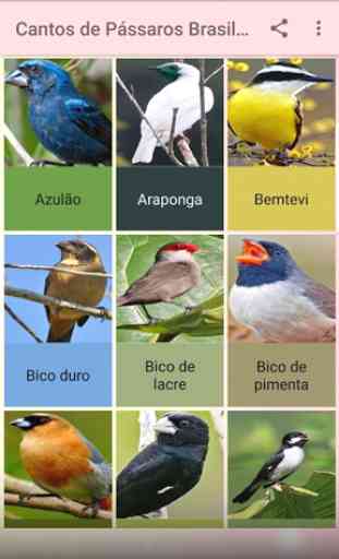 Cantos de Pássaros Brasileiros Sem internet 2019 2
