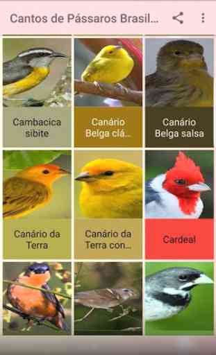 Cantos de Pássaros Brasileiros Sem internet 2019 3